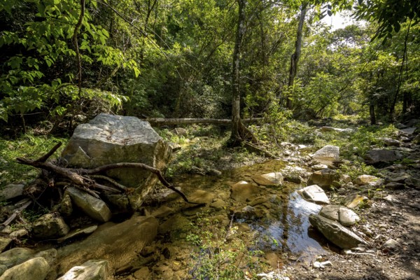 Wild stream in the Valle de los Ingenios, Trinidad, Cuba, Sancti Spíritus, Cuba, Villa Clara