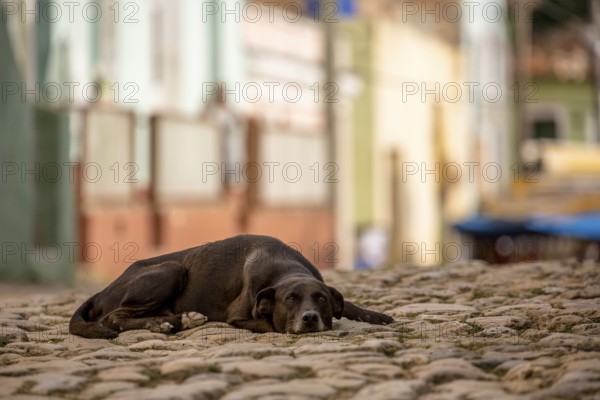 Street scene with sleeping brown dog in the old town of Trinidad, Trinidad, Cuba, Sancti Spíritus, Cuba, Sancti Spíritus