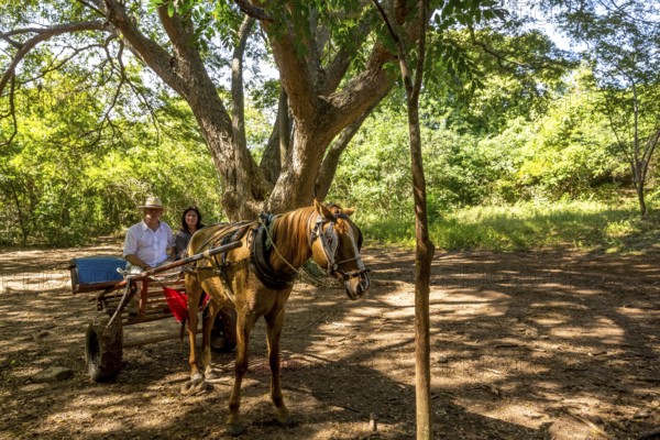 Tourists on a horse-drawn carriage ride in the Valle de los Ingenios, Trinidad, Cuba, Sancti Spíritus, Cuba, Villa Clara