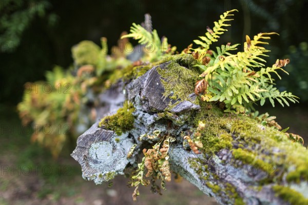 Fern growth on a dead tree trunk, tree fern, Casa de Sezim, Grande Escolha winery in the Minho region, the garden of Portugal, Guimaraes, Braga district, Portugal, Europe, aerial view, birds-eyes view, travel, travel photography