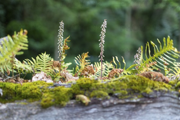 Fern growth on a dead tree trunk, tree fern, Casa de Sezim, Grande Escolha winery in the Minho region, the garden of Portugal, Guimaraes, Braga district, Portugal, Europe, aerial view, birds-eyes view, travel, travel photography