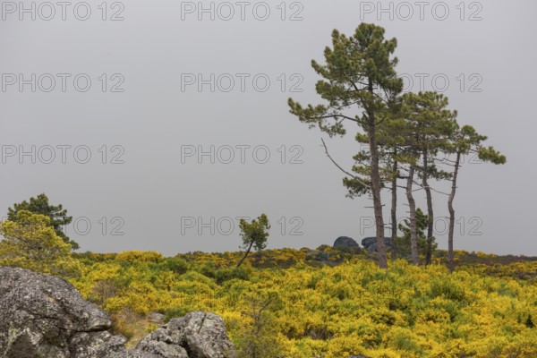 Barren highlands with broom bushes in bloom in the Sierra do Alvao, MondrÃµes, Vila Real district, Portugal, Europe, Mondräes, aerial view, birds-eyes view, Travel, Travel photography