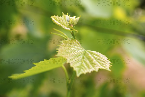 Vine, grapevine (Vitis vinifera), vines and vine leaves of Mateus red wine, Casa de Mateus, palace with large gardens, Arroios, Vila Real district, Portugal, Europe, aerial view, birds-eyes view, travel, travel photography