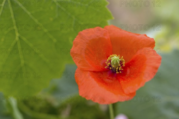 Vine, grapevine (Vitis vinifera), poppy blossom (Papaver rhoeas), vines and vine leaves of Mateus red wine, Casa de Mateus, palace with large gardens, Arroios, Vila Real district, Portugal, Europe, aerial view, birds-eyes view, Travel, travel photography