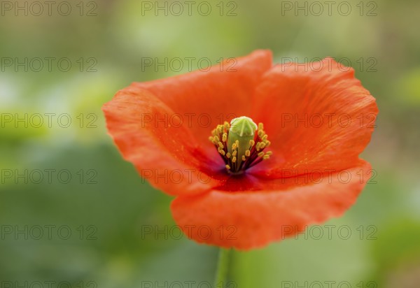 Vine, grapevine (Vitis vinifera), poppy blossom (Papaver rhoeas), vines and vine leaves of Mateus red wine, Casa de Mateus, palace with large gardens, Arroios, Vila Real district, Portugal, Europe, aerial view, birds-eyes view, Travel, travel photography