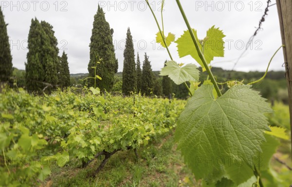Vine, grapevine (Vitis vinifera), vines and vine leaves of Mateus red wine, Casa de Mateus, palace with large gardens, Arroios, Vila Real district, Portugal, Europe, aerial view, birds-eyes view, travel, travel photography