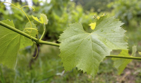 Vine, grapevine (Vitis vinifera), vines and vine leaves of Mateus red wine, Casa de Mateus, palace with large gardens, Arroios, Vila Real district, Portugal, Europe, aerial view, birds-eyes view, travel, travel photography