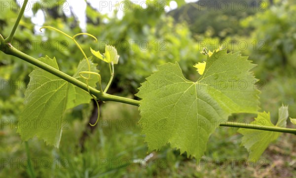 Vine, grapevine (Vitis vinifera), vines and vine leaves of Mateus red wine, Casa de Mateus, palace with large gardens, Arroios, Vila Real district, Portugal, Europe, aerial view, birds-eyes view, travel, travel photography