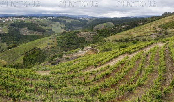 Vineyards in the middle Douro valley, Port wine growing area, Vila Real, Vila Real district, Portugal, Europe, aerial view, birds-eyes view, Travel, Travel photography