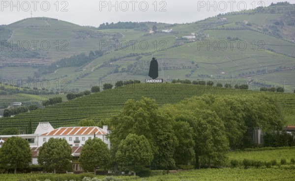 Company symbol of the Sandman port winery in the vineyards, vineyards in the middle Douro valley, port wine growing area, Godim, Vila Real district, Portugal, Europe, aerial view, birds-eyes view, travel, travel photography