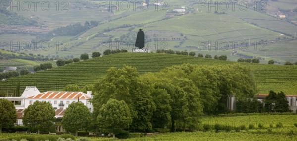 Company symbol of the Sandman port winery in the vineyards, vineyards in the middle Douro valley, port wine growing area, Godim, Vila Real district, Portugal, Europe, aerial view, birds-eyes view, travel, travel photography