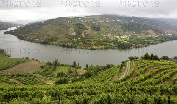 Central Douro wine region, river, Douro valley, vineyards, panorama, Santa Cristina, Vila Real district, Portugal, Europe, aerial view, birds-eyes view, travel, travel photography