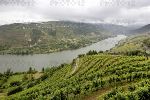 Wine-growing region middle Douro, river, Douro valley, vineyards, Santa Cristina, district Vila Real, Portugal, Europe, aerial view, birds-eyes view, Travel, travel photography