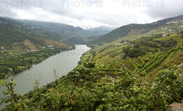 Wine-growing region middle Douro, river, Douro valley, vineyards, Santa Cristina, district Vila Real, Portugal, Europe, aerial view, birds-eyes view, Travel, travel photography