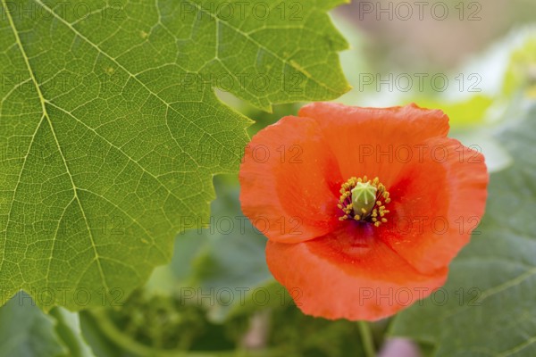 Vine, grapevine (Vitis vinifera), poppy blossom (Papaver rhoeas), vines and vine leaves of Mateus red wine, Casa de Mateus, palace with large gardens, Arroios, Vila Real district, Portugal, Europe, aerial view, birds-eyes view, Travel, travel photography