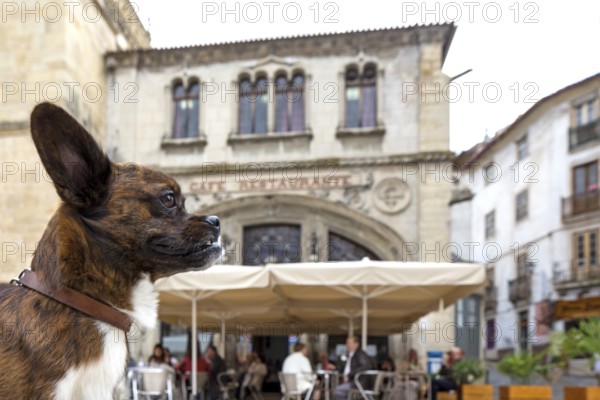 Dog in front of a street cafe, Coimbra, Coimbra district, Portugal, Europe, aerial view, birds-eyes view, Travel, travel photography