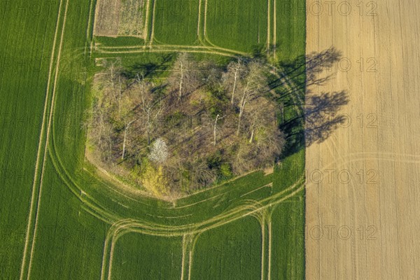 Aerial view, forest in a meadow, trees with shadows, shapes and colours, Borker Straße, Cappenberg, Selm, Münsterland, North Rhine-Westphalia, Germany, DE, Europe, aerial view, aerial photography, aerial photography, overview, bird's-eye view, overview