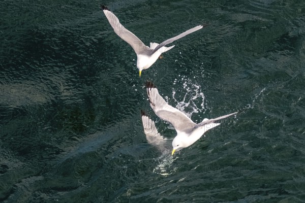 Seagulls in flight while fishing in the harbour, Vardø, Finnmark, Norway, Scandinavia, Europe, adventure travel, fishing, tourism, harbour, Hurtigruten, Hurtigruten trip, cruise, NOR, travel, destination, sea trip, sightseeing, tourism, birds, in flight, Norwegian, Scandinavian, touristic