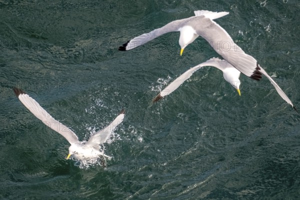 Seagulls in flight while fishing in the harbour, Vardø, Finnmark, Norway, Scandinavia, Europe, adventure travel, fishing, tourism, harbour, Hurtigruten, Hurtigruten trip, cruise, NOR, travel, destination, sea trip, sightseeing, tourism, birds, in flight, Norwegian, Scandinavian, touristic