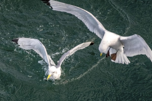 Seagulls in flight while fishing in the harbour, Vardø, Finnmark, Norway, Scandinavia, Europe, adventure travel, fishing, tourism, harbour, Hurtigruten, Hurtigruten trip, cruise, NOR, travel, destination, sea trip, sightseeing, tourism, birds, in flight, Norwegian, Scandinavian, touristic