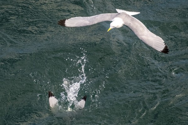 Seagulls in flight while fishing in the harbour, Vardø, Finnmark, Norway, Scandinavia, Europe, adventure travel, fishing, tourism, harbour, Hurtigruten, Hurtigruten trip, cruise, NOR, travel, destination, sea trip, sightseeing, tourism, birds, in flight, Norwegian, Scandinavian, touristic