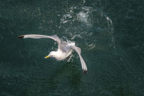 Seagulls in flight while fishing in the harbour, Vardø, Finnmark, Norway, Scandinavia, Europe, adventure travel, fishing, tourism, harbour, Hurtigruten, Hurtigruten trip, cruise, NOR, travel, destination, sea trip, sightseeing, tourism, birds, in flight, Norwegian, Scandinavian, touristic