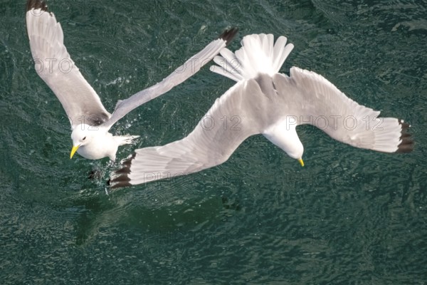 Seagulls in flight while fishing in the harbour, Vardø, Finnmark, Norway, Scandinavia, Europe, adventure travel, fishing, tourism, harbour, Hurtigruten, Hurtigruten trip, cruise, NOR, travel, destination, sea trip, sightseeing, tourism, birds, in flight, Norwegian, Scandinavian, touristic