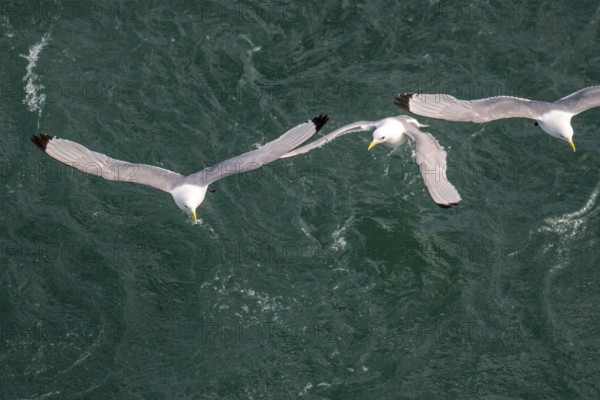 Seagulls in flight while fishing in the harbour, Vardø, Finnmark, Norway, Scandinavia, Europe, adventure travel, fishing, tourism, harbour, Hurtigruten, Hurtigruten trip, cruise, NOR, travel, destination, sea trip, sightseeing, tourism, birds, in flight, Norwegian, Scandinavian, touristic