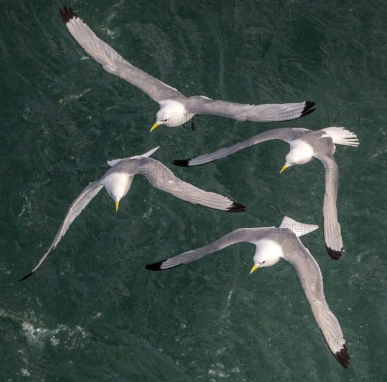 Seagulls in flight while fishing in the harbour, Vardø, Finnmark, Norway, Scandinavia, Europe, adventure travel, fishing, tourism, harbour, Hurtigruten, Hurtigruten trip, cruise, NOR, travel, destination, sea trip, sightseeing, tourism, birds, in flight, Norwegian, Scandinavian, touristic