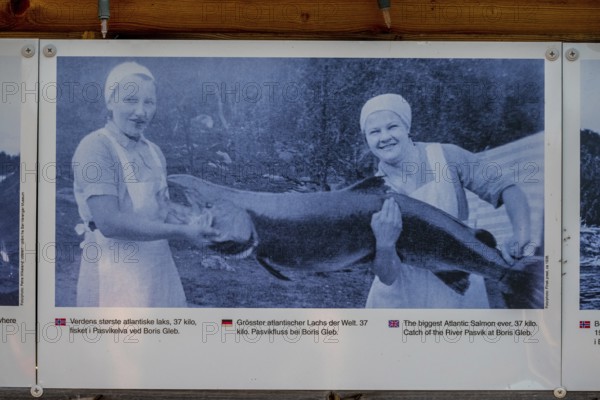 Photo of largest Atlantic salmon catch, Kirkenes, Finnmark, Norway, Scandinavia, Europe, adventure travel, tourism, Hurtigruten, Hurtigruten voyage, cruise, salmon photo, NOR, travel, destination, sea voyage, sightseeing, tourism, Norwegian, Scandinavian, touristic
