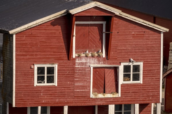Bird's nests on the red Norwegian house in the harbour, view of Vardø, Finnmark, Norway, Scandinavia, Europe, adventure trip, tourism, Hurtigruten, Hurtigruten trip, cruise, NOR, trip, destination, sea trip, sightseeing, tourism, Norwegian, red facade, Scandinavian, touristy, white windows, easternmost municipality in Norway