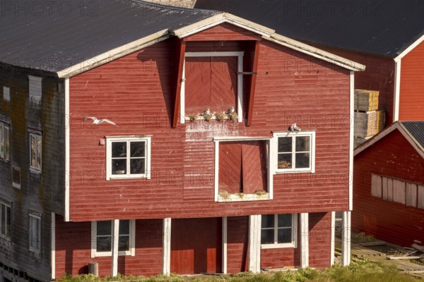 Bird's nests on the red Norwegian house in the harbour, view of Vardø, Finnmark, Norway, Scandinavia, Europe, adventure trip, tourism, Hurtigruten, Hurtigruten trip, cruise, NOR, trip, destination, sea trip, sightseeing, tourism, Norwegian, red facade, Scandinavian, touristy, white windows, easternmost municipality in Norway