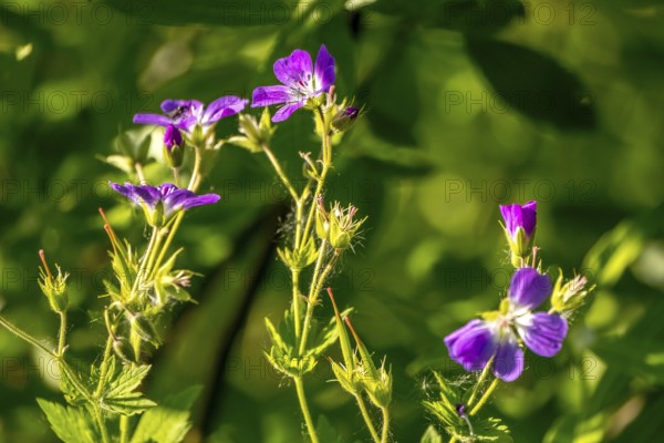 Forest Cranesbill - Geranium sylvaticum, Kirkenes, Finnmark, Norway, Scandinavia, Europe, adventure travel, flower, tourism, Hurtigruten, Hurtigruten voyage, cruise, NOR, plant, travel, destination, sea voyage, sightseeing, tourism, Norwegian, Scandinavian, touristic