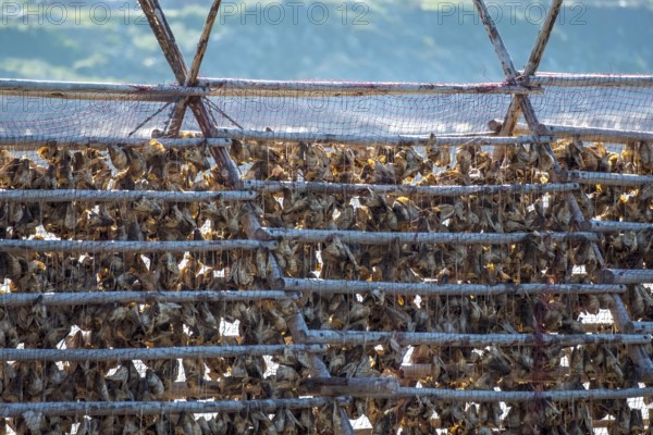 Stockfish drying on wooden rack, Kjøllefjord, Finnmark, Norway, Scandinavia, Europe, adventure travel, food and drink, fjord, tourism, Hurtigruten, Hurtigruten voyage, Kjøllefjord, cruise, NOR, travel, destination, sea voyage, sightseeing, stockfish preparation, tourism, Norwegian, Norwegian tradition, Scandinavian, touristic