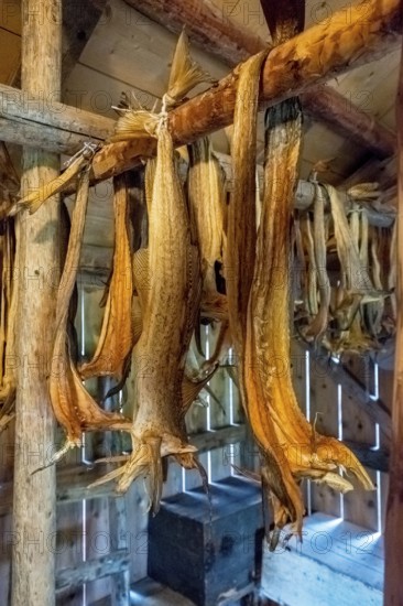 Lofotmuseet, Lofoten Museum, Kabelvåg, Nordland, Norway, Scandinavia, Europe, adventure travel, destination, fishing huts, tourism, Hurtigruten, Hurtigruten voyage, Kabelvåg, cruise, life of the Lofoten fishermen, life of the Lofoten people, Lofoten, Lofoten fishing, museum, NOR, travel, destination, sea voyage, sight, sightseeing, stockfish preparation, Storvåganveien, tourism, living and working, living and life, old huts, former fishing village, historical, Norwegian, Scandinavian, touristic