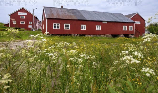 Lofotmuseet, Lofoten Museum, flower meadow, Kabelvåg, Nordland, Norway, Scandinavia, Europe, adventure trip, destination, fishing huts, tourism, Hurtigruten, Hurtigruten trip, huts, Kabelvåg, cruise, life of the Lofoten fishermen, life of the Lofoten people, Lofoten, Lofoten fishing, museum, NOR, travel, destination, sea voyage, sight, sightseeing, Storvåganveien, tourism, meadows and fields, living and working, living and life, former fishing village, historical, Norwegian, Scandinavian, touristy