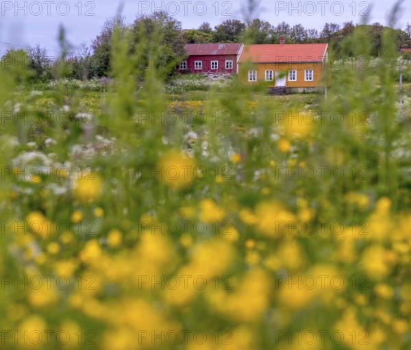 Lofotmuseet, Lofoten Museum, flower meadow, Kabelvåg, Nordland, Norway, Scandinavia, Europe, adventure trip, destination, fishing huts, tourism, Hurtigruten, Hurtigruten trip, huts, Kabelvåg, cruise, life of the Lofoten fishermen, life of the Lofoten people, Lofoten, Lofoten fishing, museum, NOR, travel, destination, sea voyage, sight, sightseeing, Storvåganveien, tourism, meadows and fields, living and working, living and life, former fishing village, historical, Norwegian, Scandinavian, touristy