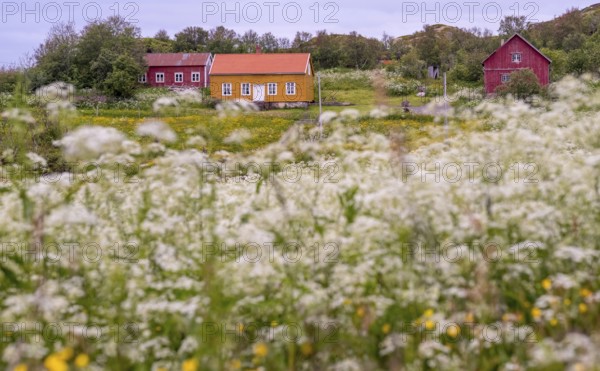 Lofotmuseet, Lofoten Museum, flower meadow, Kabelvåg, Nordland, Norway, Scandinavia, Europe, adventure trip, destination, fishing huts, tourism, Hurtigruten, Hurtigruten trip, huts, Kabelvåg, cruise, life of the Lofoten fishermen, life of the Lofoten people, Lofoten, Lofoten fishing, museum, NOR, travel, destination, sea voyage, sight, sightseeing, Storvåganveien, tourism, meadows and fields, living and working, living and life, former fishing village, historical, Norwegian, Scandinavian, touristy