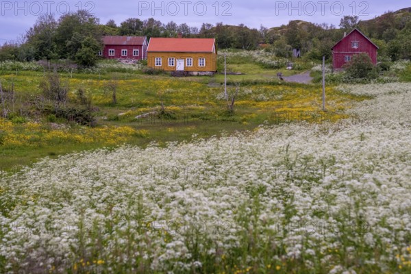 Lofotmuseet, Lofoten Museum, flower meadow, Kabelvåg, Nordland, Norway, Scandinavia, Europe, adventure trip, destination, fishing huts, tourism, Hurtigruten, Hurtigruten trip, huts, Kabelvåg, cruise, life of the Lofoten fishermen, life of the Lofoten people, Lofoten, Lofoten fishing, museum, NOR, travel, destination, sea voyage, sight, sightseeing, Storvåganveien, tourism, meadows and fields, living and working, living and life, former fishing village, historical, Norwegian, Scandinavian, touristy