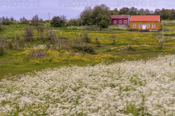 Lofotmuseet, Lofoten Museum, flower meadow, Kabelvåg, Nordland, Norway, Scandinavia, Europe, adventure trip, destination, fishing huts, tourism, Hurtigruten, Hurtigruten trip, huts, Kabelvåg, cruise, life of the Lofoten fishermen, life of the Lofoten people, Lofoten, Lofoten fishing, museum, NOR, travel, destination, sea voyage, sight, sightseeing, Storvåganveien, tourism, meadows and fields, living and working, living and life, former fishing village, historical, Norwegian, Scandinavian, touristy