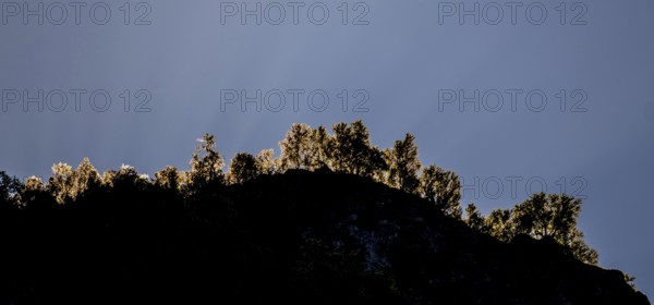 Tree row on mountain, river, Gudvangen, blue sky, Undredal, Sogn og Fjordane, Norway, Scandinavia, Europe, NOR, travel, tourism, destination, sightseeing, sea voyage, Hurtigruten, Hurtigruten trip, tourism, Norwegian, Scandinavian, tourist, cruise, adventure trip, view, forest