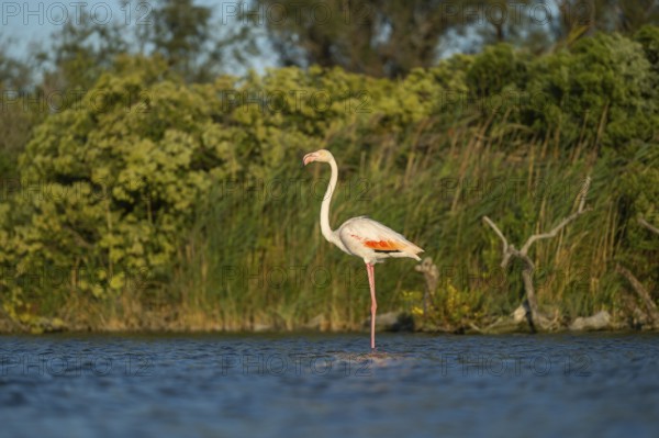 Greater Flamingo (Phoenicopterus roseus) standing in the water, Parc Naturel Regional de Camargue, France