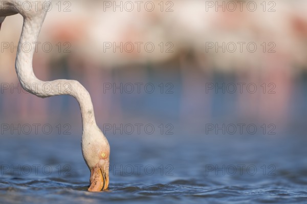 Greater Flamingo (Phoenicopterus roseus) standing in the water, portrait, Parc Naturel Regional de Camargue, France