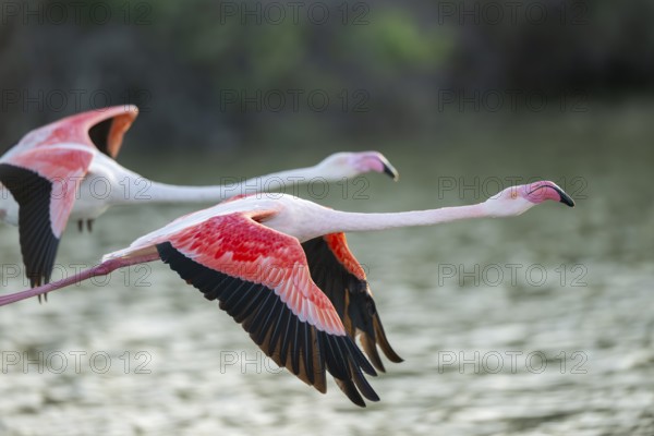 Greater Flamingo (Phoenicopterus roseus) starts flying from the water at sunset, Parc Naturel Regional de Camargue, France