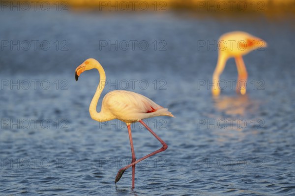 Greater Flamingo (Phoenicopterus roseus) walking in the water at sunset, Parc Naturel Regional de Camargue, France
