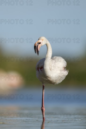 Greater Flamingo (Phoenicopterus roseus) standing in the water, Parc Naturel Regional de Camargue, France