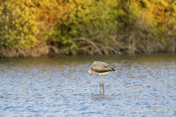 Greater Flamingo (Phoenicopterus roseus) standing in the water at sunset, Parc Naturel Regional de Camargue, France