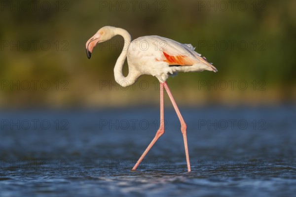 Greater Flamingo (Phoenicopterus roseus) walking in the water at sunset, Parc Naturel Regional de Camargue, France
