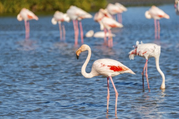 Greater Flamingo (Phoenicopterus roseus) walking in the water, Parc Naturel Regional de Camargue, France
