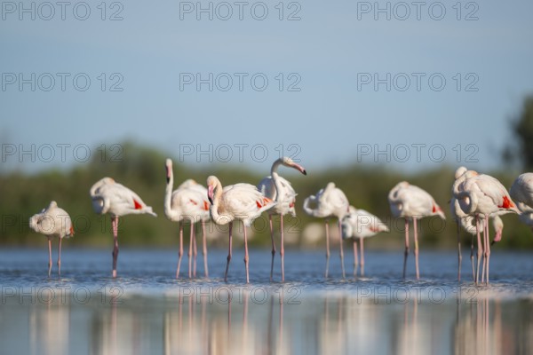 Greater Flamingos (Phoenicopterus roseus) standing in the water, Parc Naturel Regional de Camargue, France